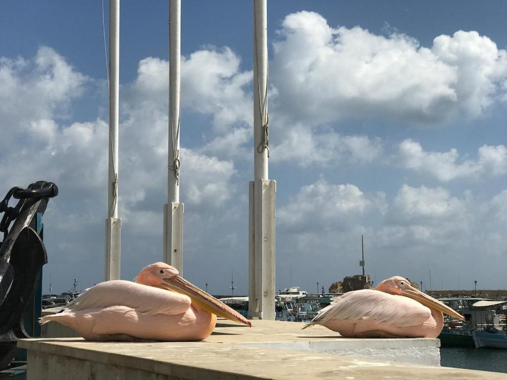 Ilios In Kato Hébergement de vacances